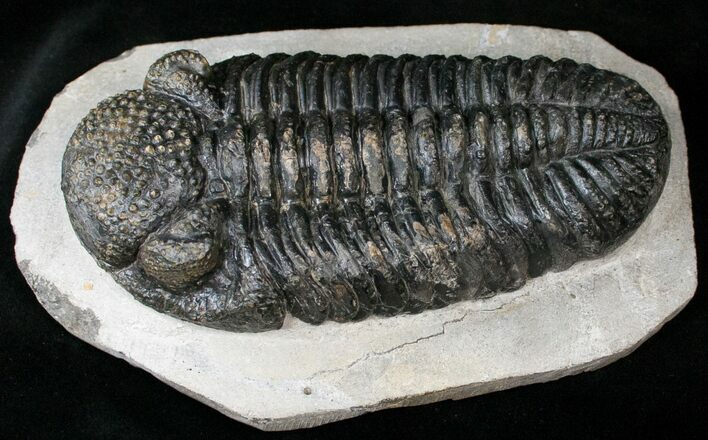 Prone Drotops Trilobite #14945